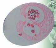 Human Histology